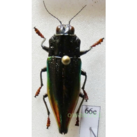Cyphogastra rollei Théry, 1908 27mm Indonesia, Moa Is66e